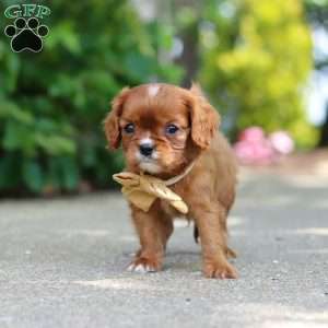 George, Cavalier King Charles Mix Puppy